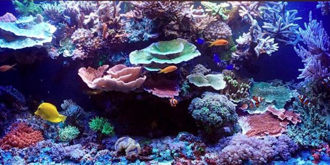 Mercan resifleri