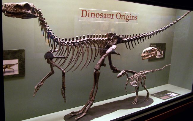 Saurischia iki ana dinozor sınıfından biridir.