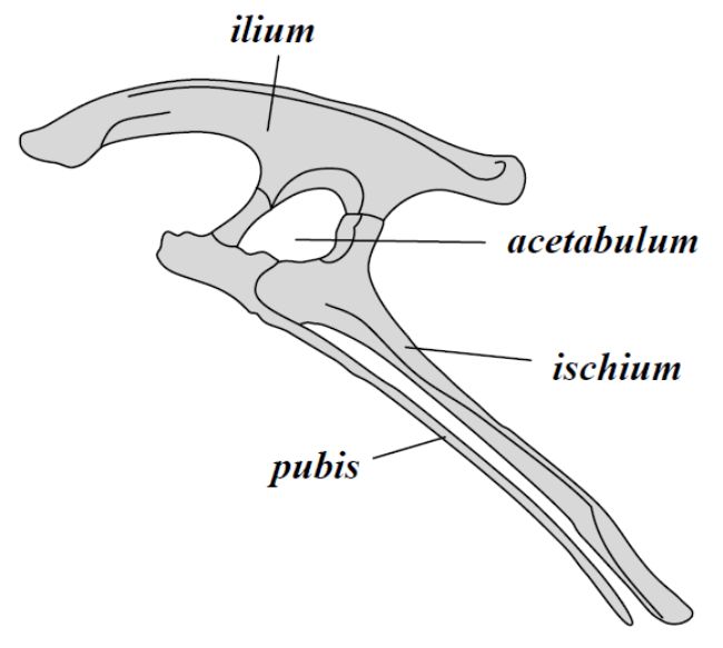 Saurischia takımının kertenkele kalçasına benzeyen kemikleri