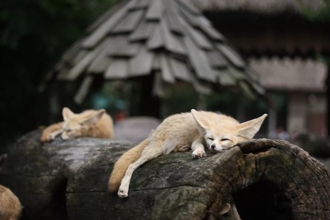 ağaç kütüğünde uyuyorlar