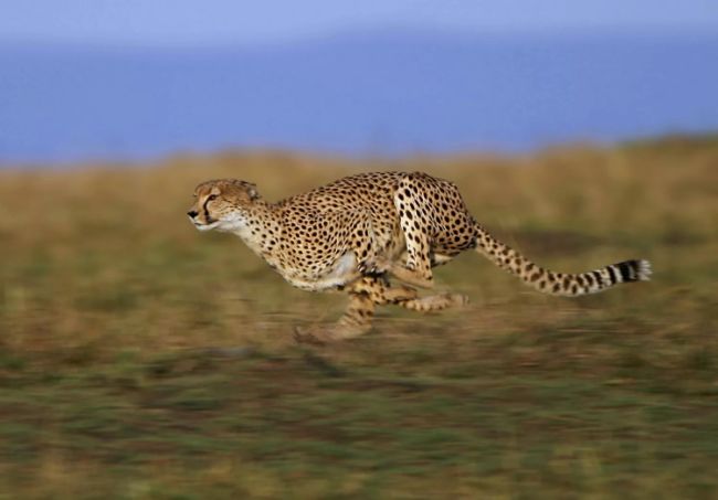 Hızları 120 km'ye ulaşan çitalar en hızlı kara hayvanlarıdır.