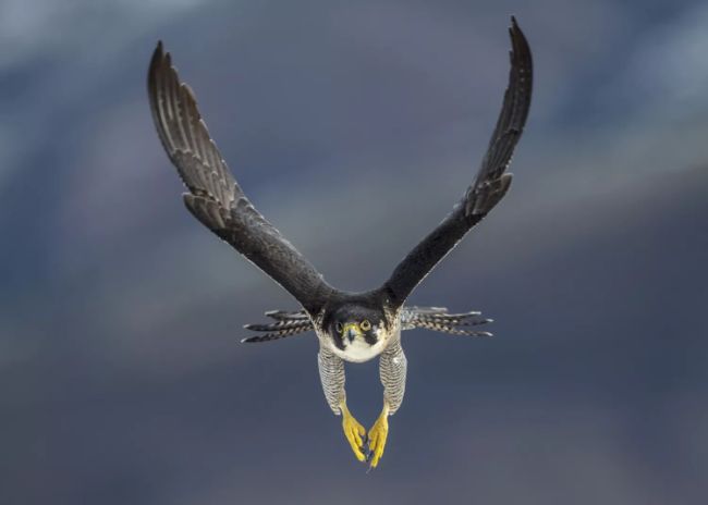 Bayağı doğan av bulmak için İspanya'nın Kantabria kıyılarındaki dağlarda uçuyor. Bu kuşlar dünyadaki en hızlı hayvanlardır.