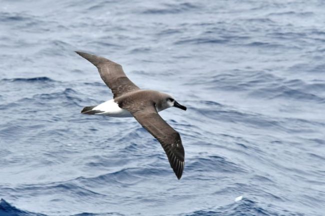 en hızlı hayvanlar arasında albatros