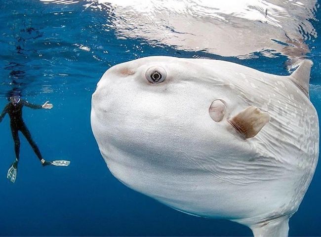 Okyanus canlısı Mola Mola (Güneş Balığı)