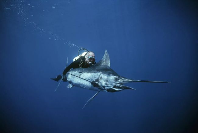 Bazılarına göre okyanusun ya da denizin en hızlı hayvanı siyah marlindir