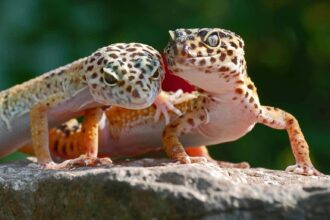 Geko kertenkelesi (Hemidactylus) (11)