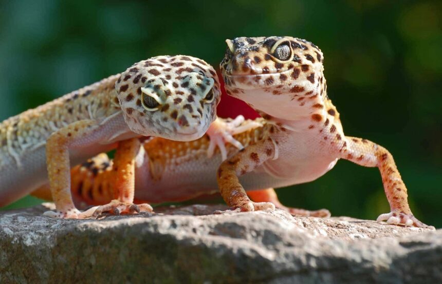 Geko kertenkelesi (Hemidactylus) (11)