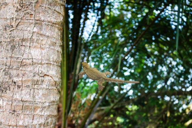 Uçan kertenkele veya paraşüt kertenkelesi, Güneydoğu Asya'da bulunan ağaçsı geko türlerinin bir cinsi.