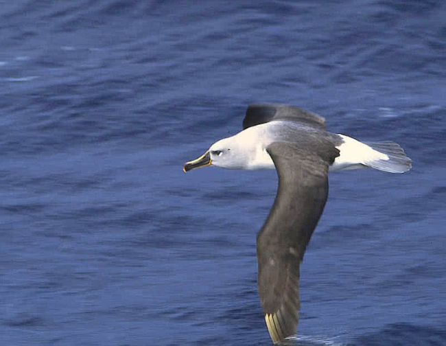 Dünyanın en hızlı uçan kuşları arasında gri başlı albatros