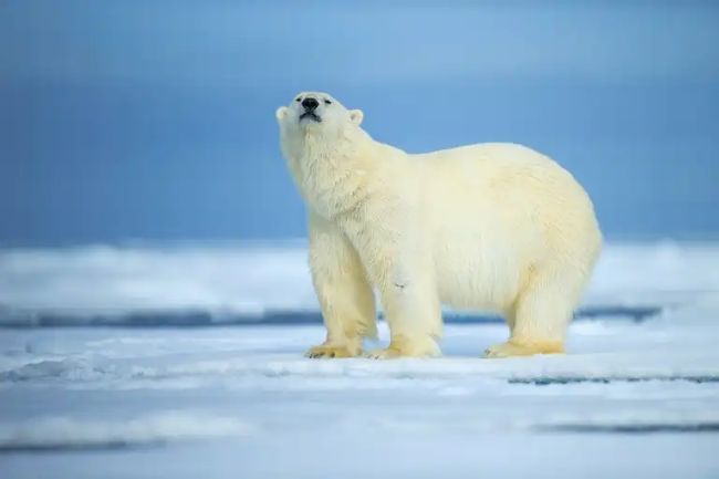 Rusya'da bir kutup ayısı.