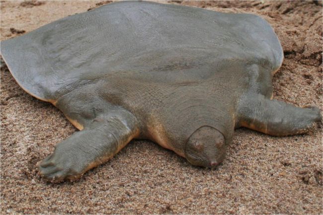 Dev Yumuşak Kabuklu Kaplumbağa