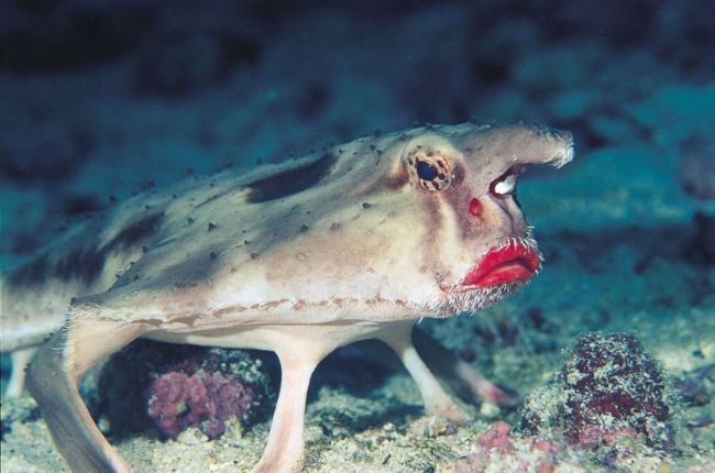 Kırmızı dudaklı yarasa balığı