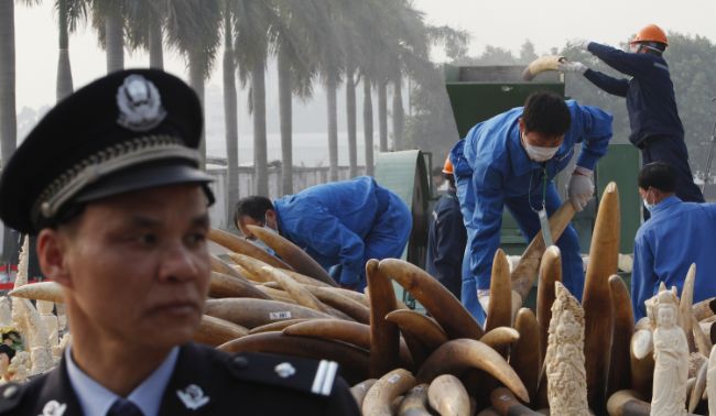 Çin Polisi ve gümrük memurları el konulan fildişlerini imha ederken.