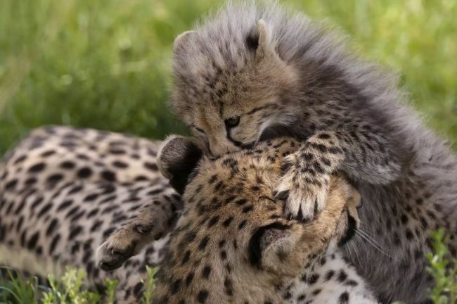 Yavru bir çita annesiyle oynuyor.