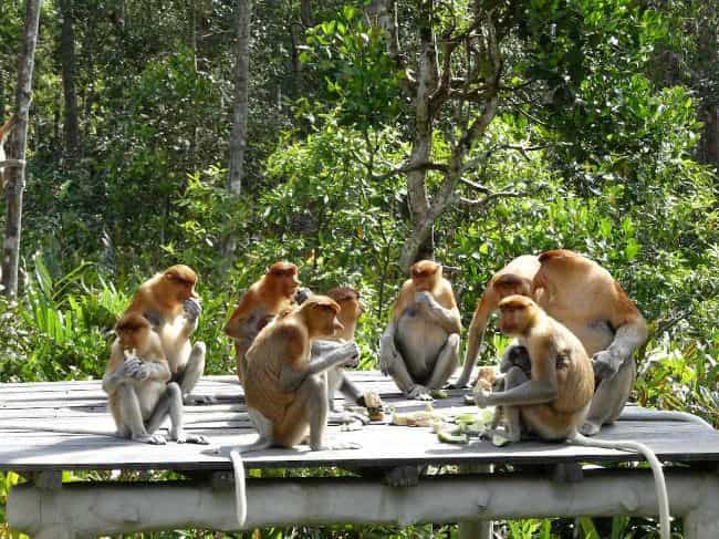 Uzun Burunlu Maymun Popülasyonu