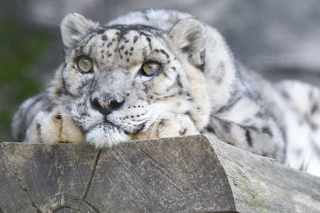 Dünyanın en yaşlı kar leoparı Shynghyz.