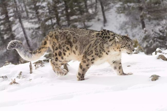 Bir kar leoparı karda geziniyor.