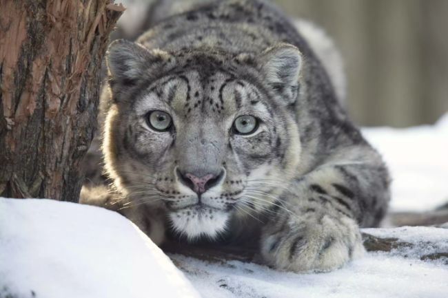 atağa kalkacak bir kar leoparı