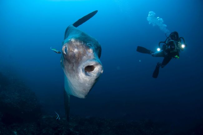 Dünyanın en büyük balıklarından biri olan keskinkuyruk mola