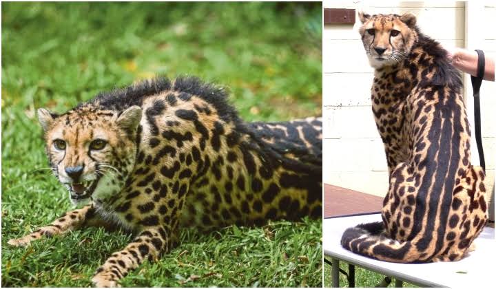Kral Çita genetik mutasyon taşır.