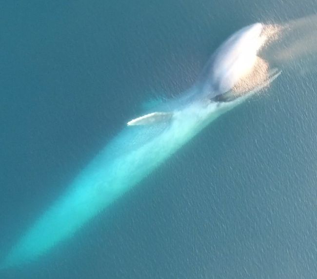 Mavi balina avına doğru 32 km/s hızda yüzebilir ve genelde daha yavaş hareket ederler.