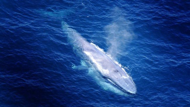Mavi balinalar sularını 8 metre yukarıya fışkırtırlar