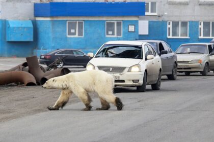 rusyada yaşayan hayvanlar