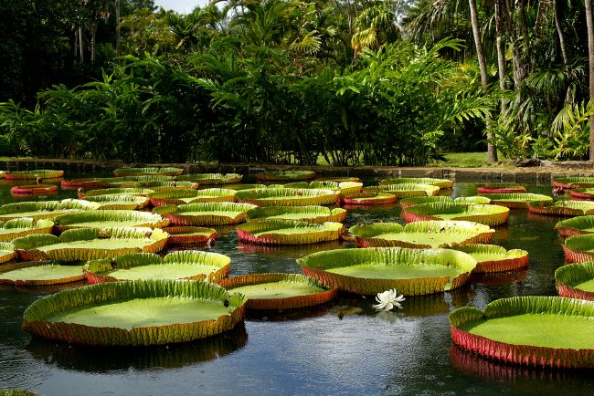Amazon nilüferinin çiçeği yaklaşık 48 saat açık kalır ve ardından su altına çekilir. 