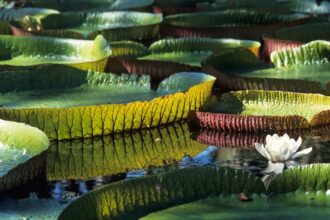 Amazon nilüferi (Victoria amazonica)