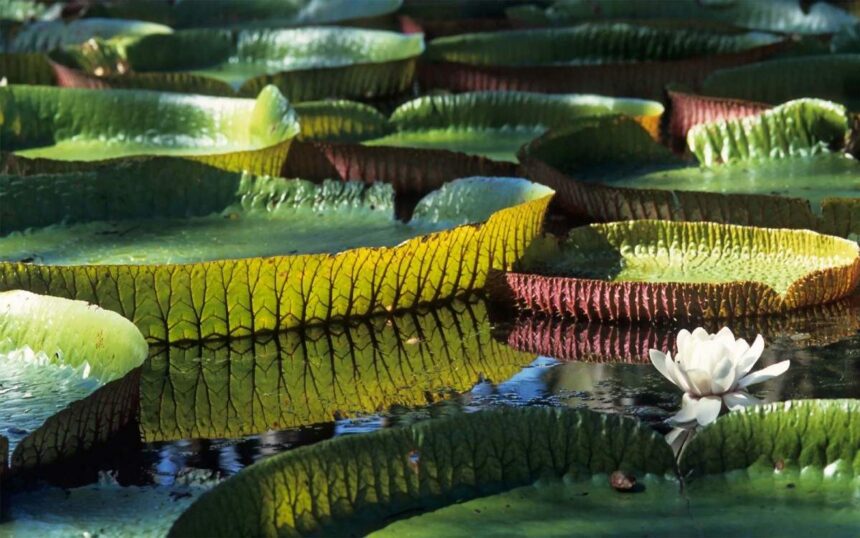 Amazon nilüferi (Victoria amazonica)