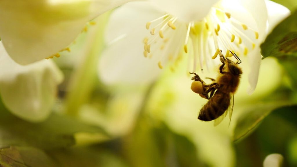 Arılar neden önemlidir?
