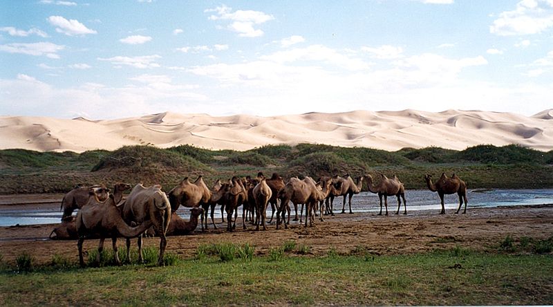 Baktriya develeri Duut Mankhan'da Gobi Çölü'ne adım atmayı bekliyor. Duut Mankhan halk arasında "Şarkı söyleyen kumlar" demektir.