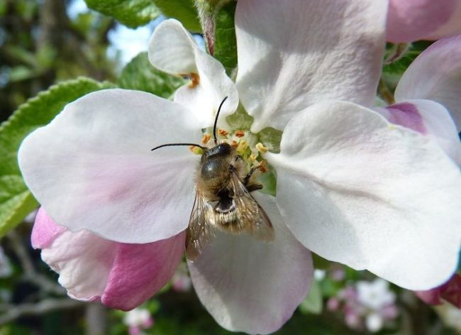 arıların önemi hakkında bilgiler