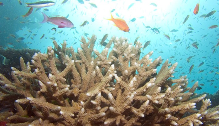 Dikenli denizyıldızı geyik boynuzlu mercana bayılır. Öyle ki resiflerin tahribine neden olur.