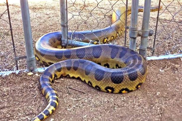 anakonda yılanı