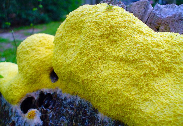 sarı tür: Physarum polycephalum 