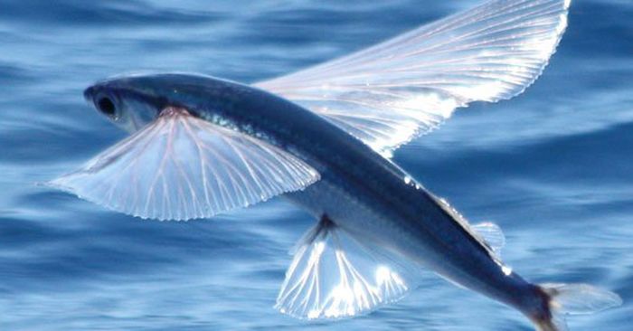 en hızlı balık listesinde dört kanatlı uçan balık da var. 