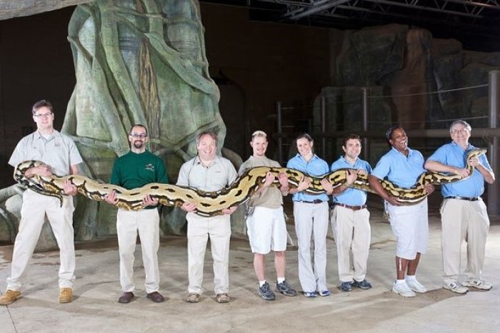 Ağlı anakonda dünyanın en uzun yılanı.