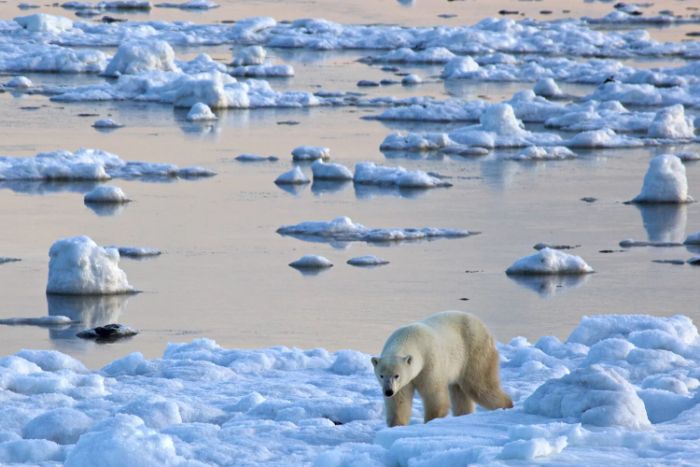 Hudson Körfezi kıyısında bir kutup ayısı.