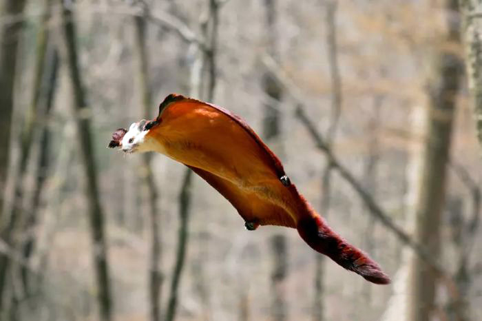 dev uçan sincabın boyu kuyruğa kadar 1 metreye ulaşır