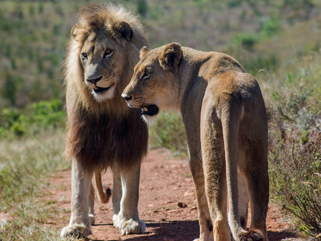 dişi ve erkek aslan