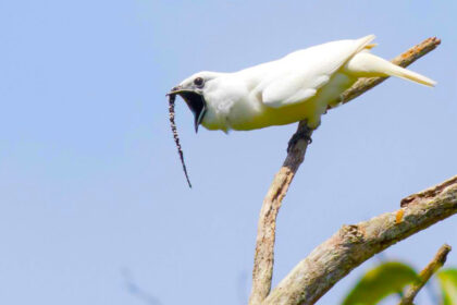 beyaz çan kuşu en sesli kuş