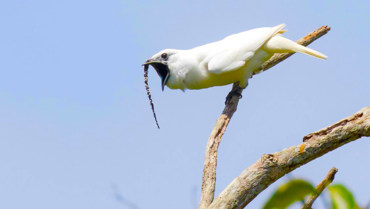 beyaz çan kuşu en sesli kuş