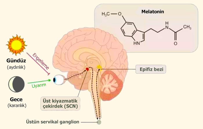 ışık ve beyinde melatonin salgılanması-2