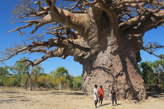 Dünyanın en büyük baobabları arasında yer alan Adansonia digitata, Afrika'da bulunuyor.