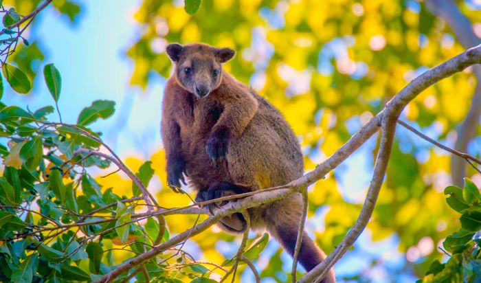 Bir diğer tür olan ve Avustralya'da yaşayan Bennett ağaç kangurusu. 