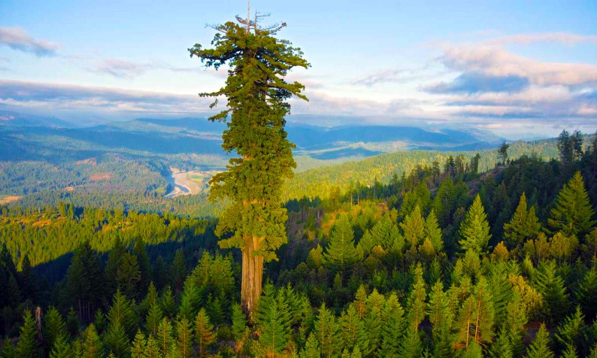dünyanın en uzun ağacı