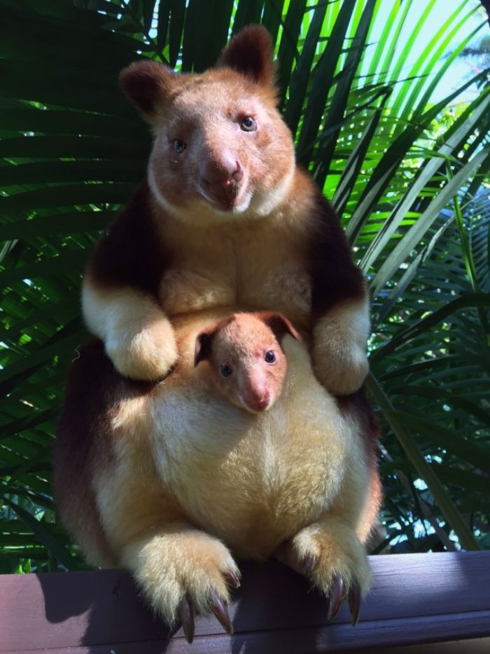 ağaç kangurusunda yavrular aylar sonra keseyi terk eder ve anneyle 1 yıl daha beraber yaşar.