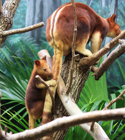 Ağaç Kanguruları uzun çizgi suyun kürklerinden akıp gitmesini sağlar.