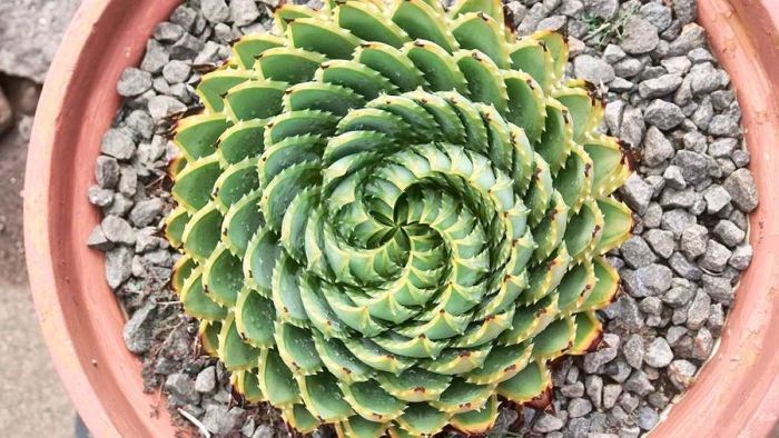 spiral bitki